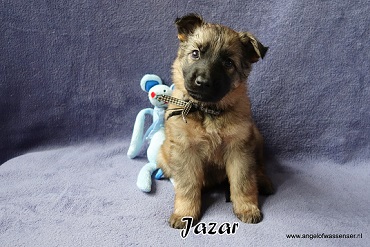 Jazar, licht-grauwe Oudduitse Herder reu van 5 weken oud